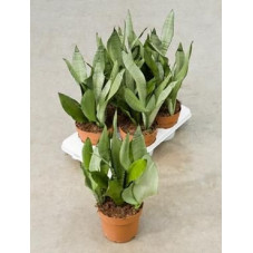 Sanseviera moonshine ( lot de 2 u. )