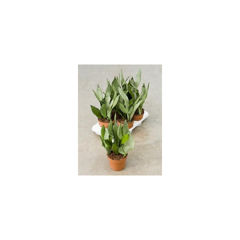 Sanseviera moonshine ( lot de 2 u. ) Sanseviera moonshine ( lot de 2 u. )