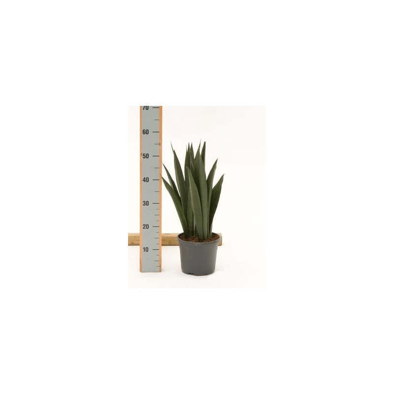 Sanseviera onyx Sanseviera onyx