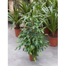 Ficus benjamina