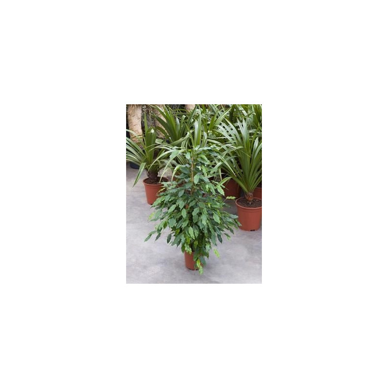 Ficus benjamina