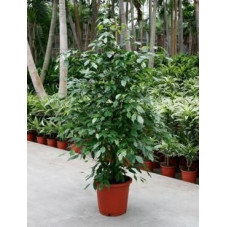 Ficus benjamina