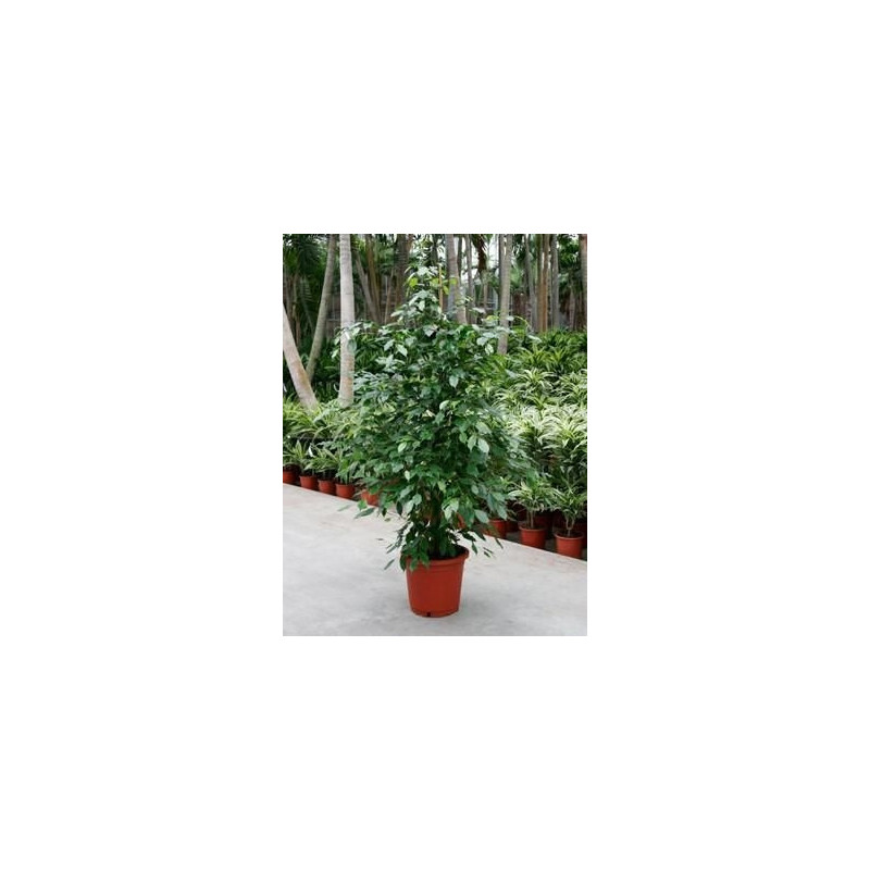 Ficus benjamina