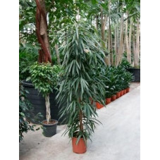 Ficus ali 