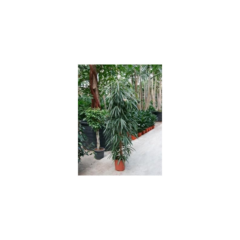 Ficus ali Ficus ali