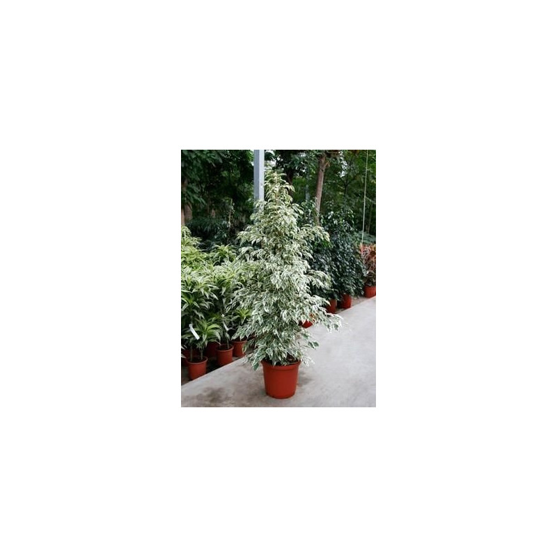 Ficus de Gantel Ficus de Gantel