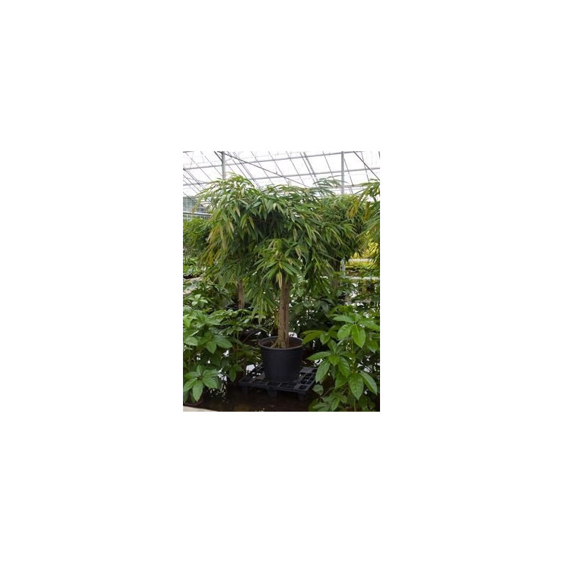 Ficus ali tige