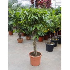 Ficus amstel king  torsadé