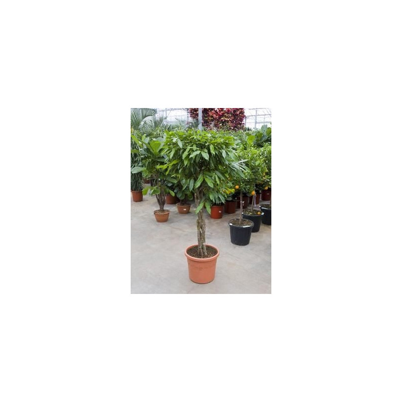 Ficus amstel king  torsadé