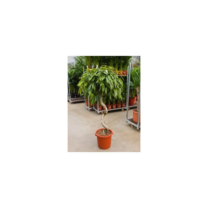 Ficus amstel king   - vrille