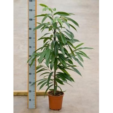 Ficus amstel king 