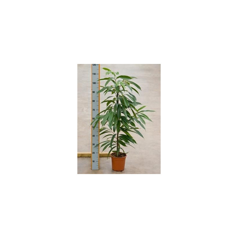 Ficus amstel king 