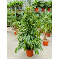 Ficus amstel king