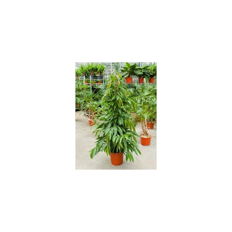 Ficus amstel king