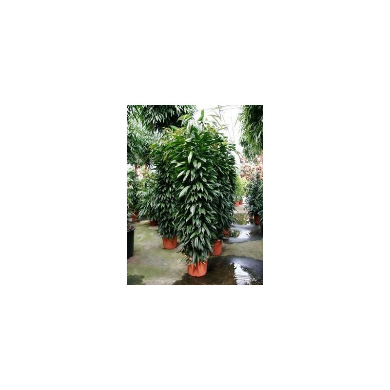 Ficus amstel king  