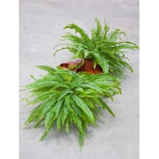 Nephrolepis green lady ( le lot de 2 u. )