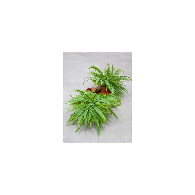 Nephrolepis green lady ( le lot de 2 u. ) Nephrolepis green lady ( le lot de 2 u. )