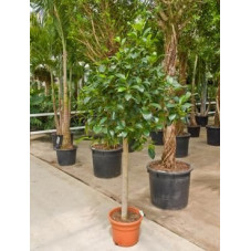 Ficus australis tige