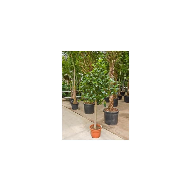 Ficus australis tige