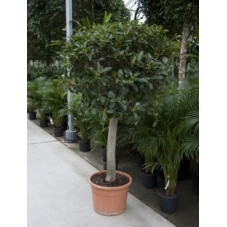 Ficus australis tige