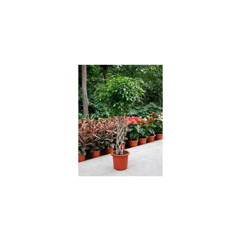Ficus benjamina Ficus benjamina