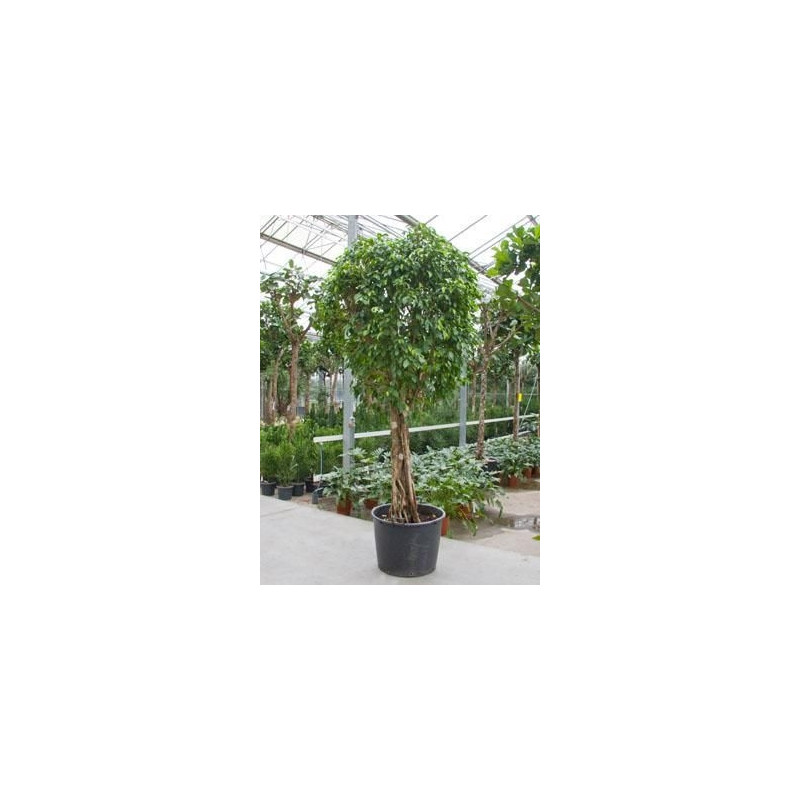 Ficus columnar tige