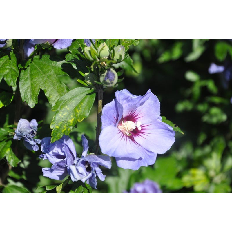 hibiscus syriacus (althea) hibiscus syriacus (althea)