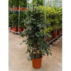 Ficus danielle