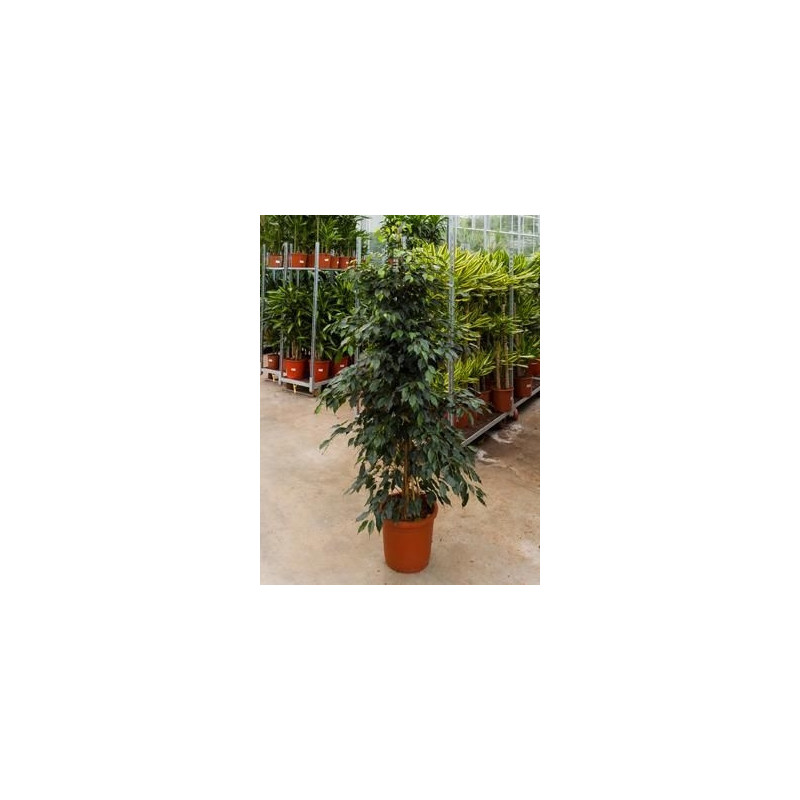 Ficus danielle Ficus danielle