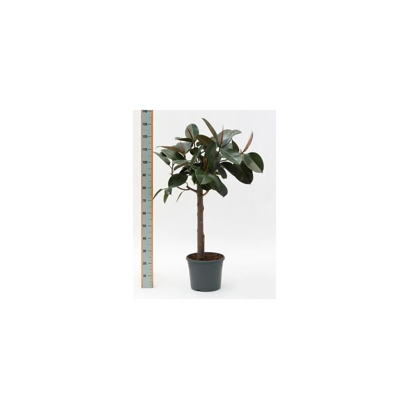 Ficus elastica abidjan  -  tige