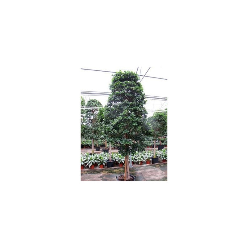 Ficus fibrosa  - tige pyramide
