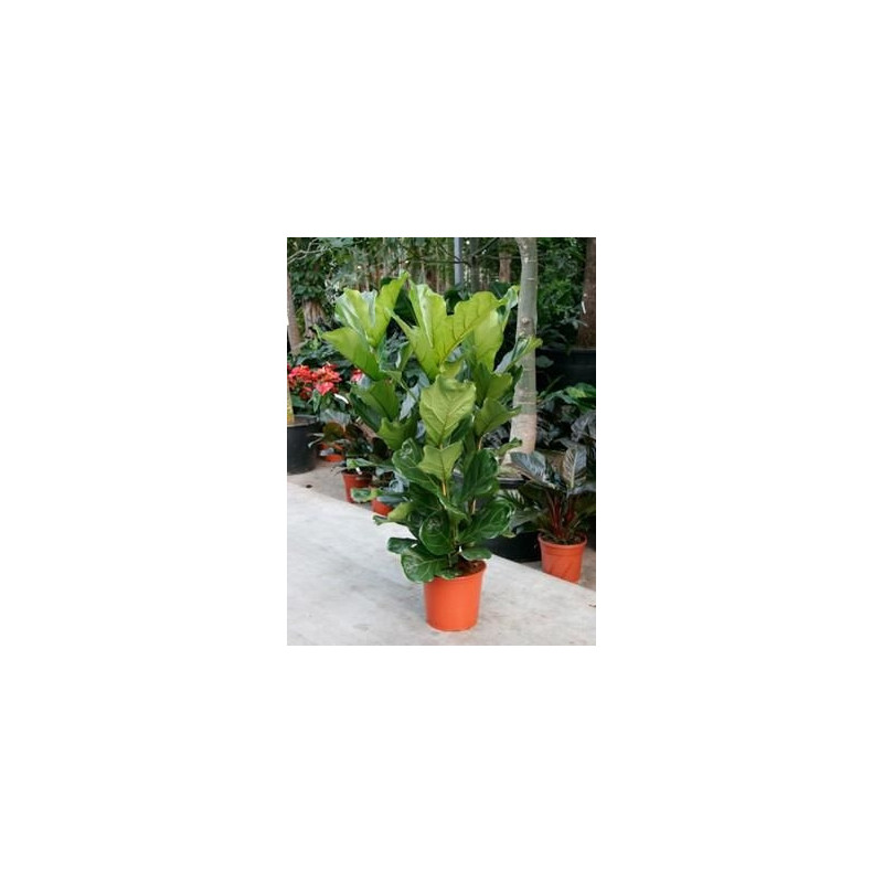 icus lyrata icus lyrata
