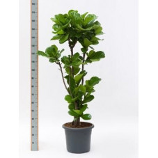 Ficus lyrata   tige