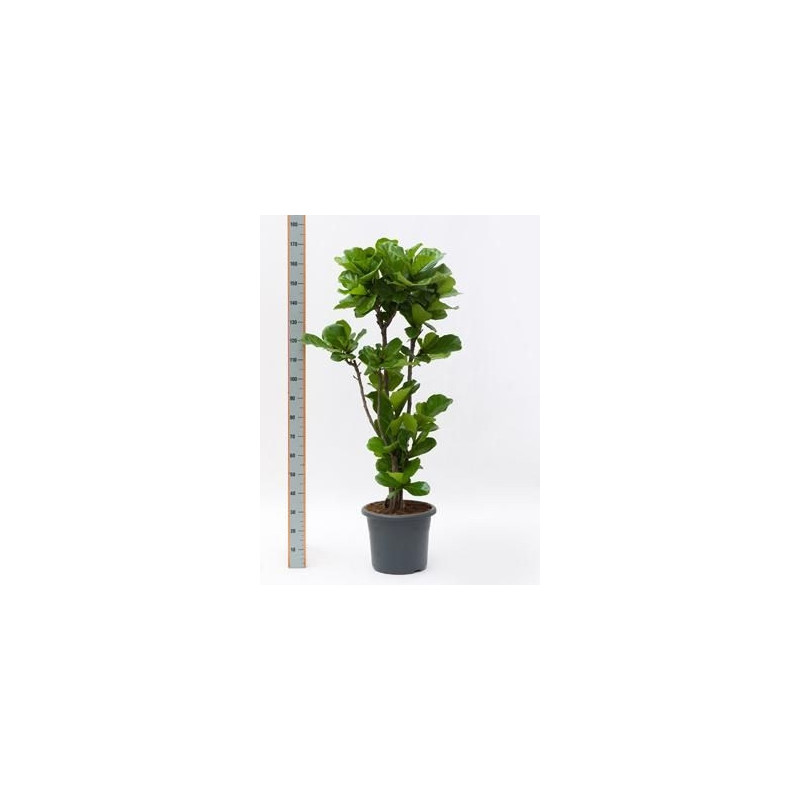 Ficus lyrata tige Ficus lyrata tige