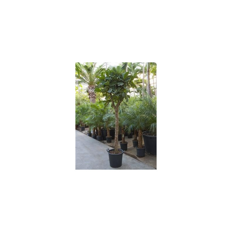 Ficus lyrata  tige