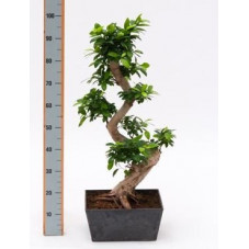 Ficus microcarpa compacta 