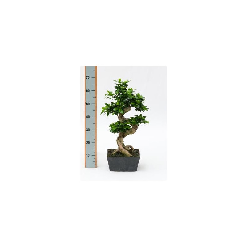 Ficus microcarpa compacta 