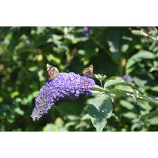 Buddleja davidii (arbre à papillon )