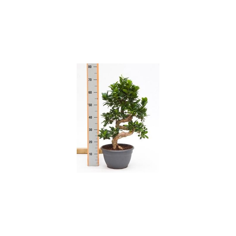 Ficus microcarpa compacta  tige