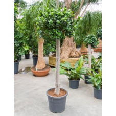 Ficus microcarpa   boule sur tige