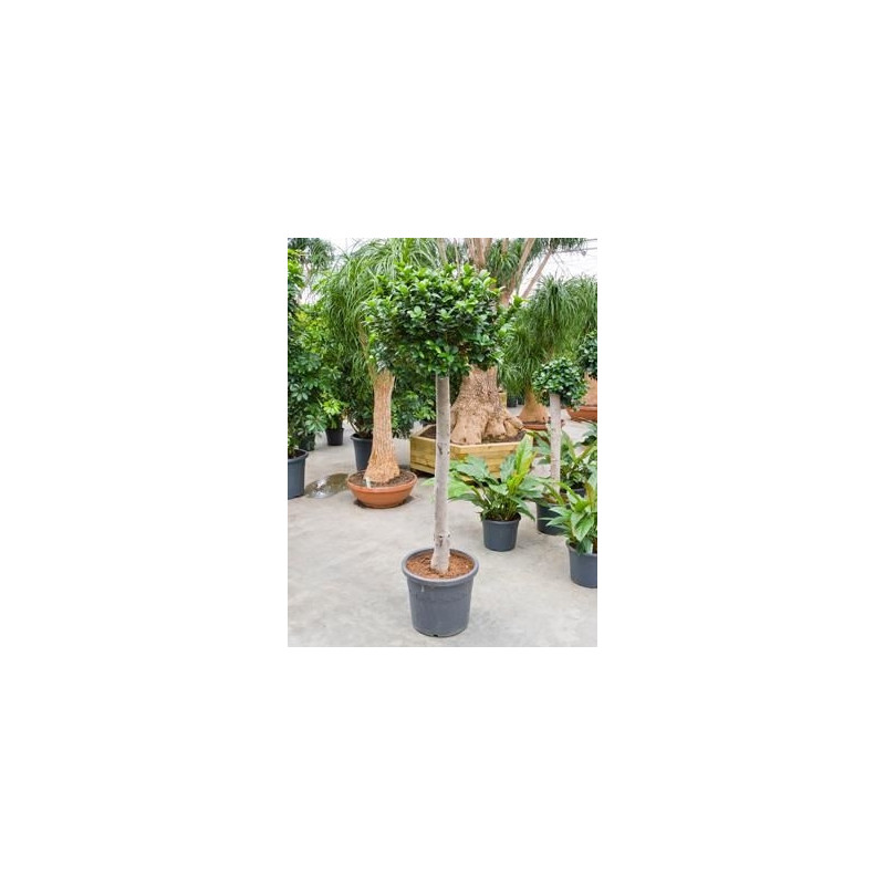 Ficus microcarpa   boule sur tige