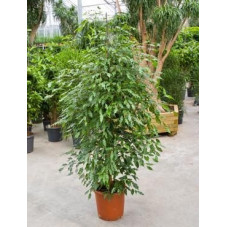 Ficus Monique