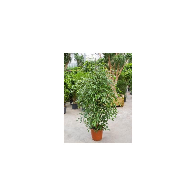 Ficus Monique Ficus Monique