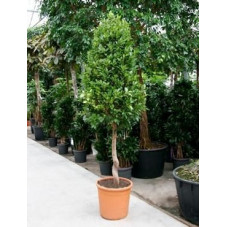 Ficus nitida   tige pyramide