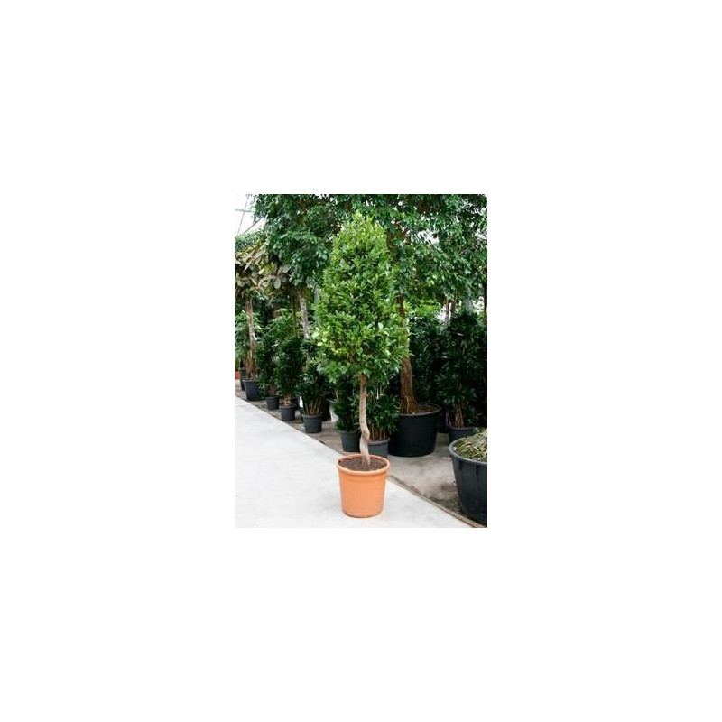 Ficus nitida   tige pyramide