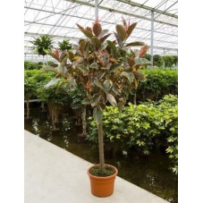 Ficus robusta belize   tige