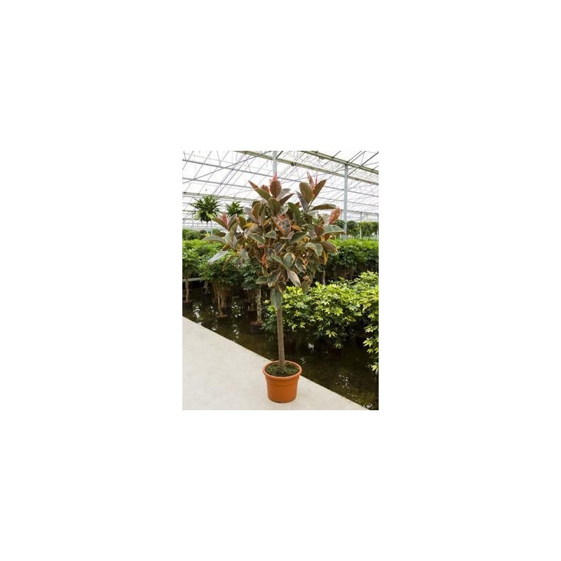 Ficus robusta belize   tige