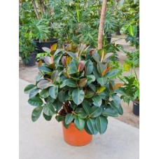Ficus robusta  ramifié