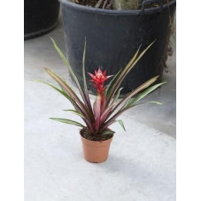 Guzmania firecracker