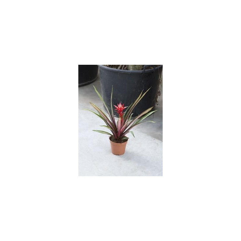 Guzmania firecracker Guzmania firecracker